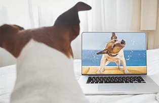 Персонализированный подход к студенту в онлайн-школе английского языка toki, одна собака учит онлайн другую отряхиваться